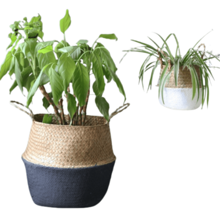 Cesto De Planta